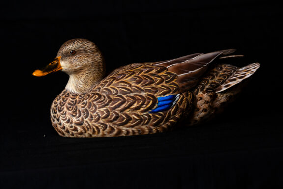 Norman Wise, one of the club’s long-time members and a weekly host to aspiring carvers at his home, has more than 50 bird mounts at his house for carvers to reference, like this hen mallard he carved.