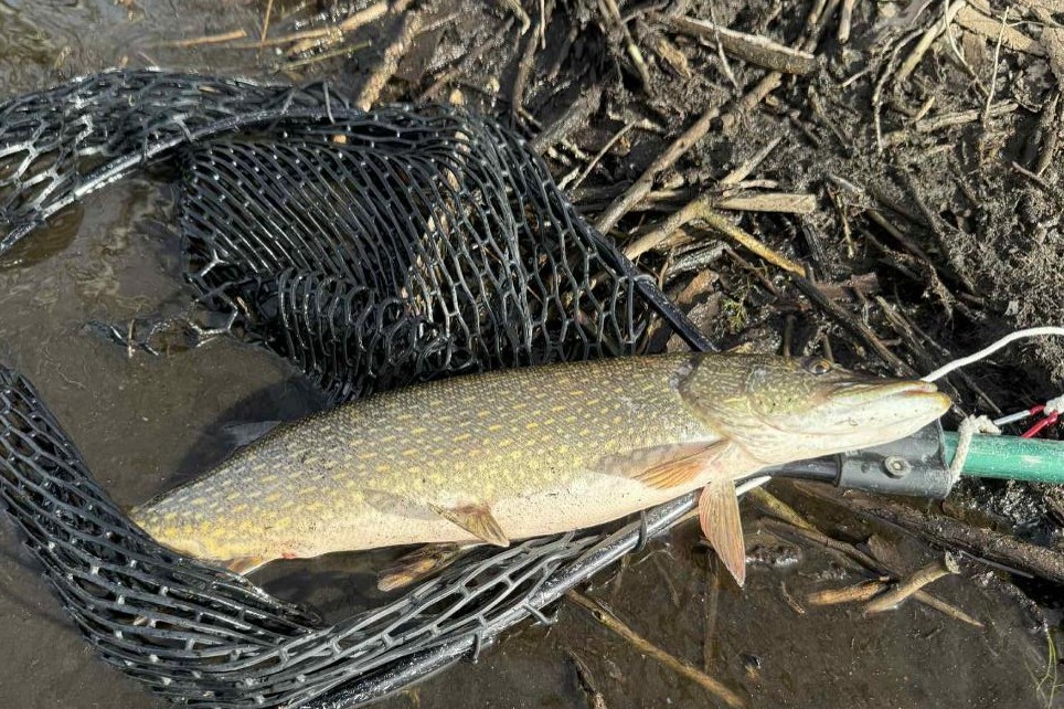 Northern pike laying in landing net.  Photo by Daniel Bauer.