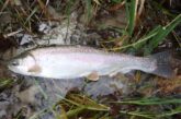 Rainbow trout laying in shallow water. Photo by Daryl Bauer, Nebraska Game & Parks Commission.