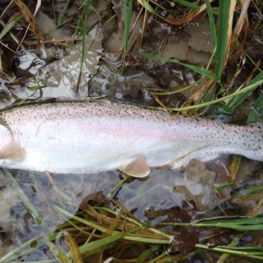 Rainbow trout laying in shallow water. Photo by Daryl Bauer, Nebraska Game & Parks Commission.