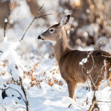 A white-tailed deer doe stands in a snowy landscape.