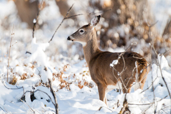 A white-tailed deer doe stands in a snowy landscape.