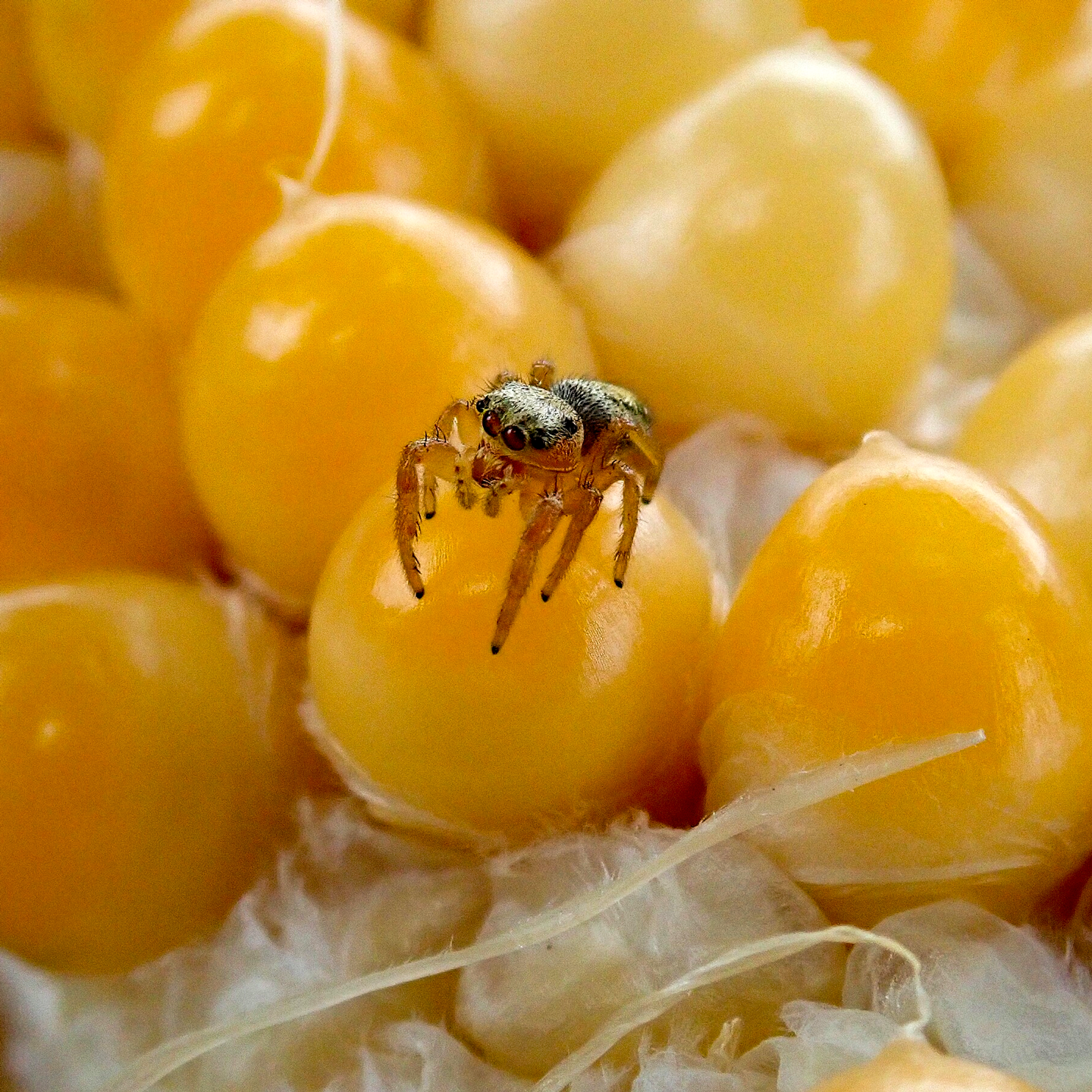 Corn Kernel and a Jumping Spider, Lancaster County
Molly Boyd, Lincoln