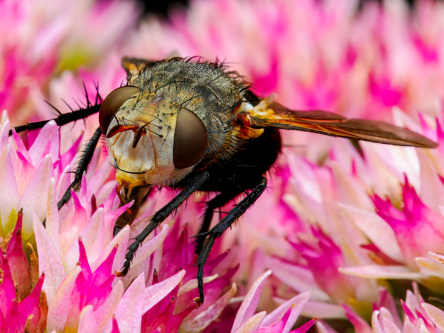 A Drone Fly Close-Up, Frontier County
Don Brockmeier, Eustis