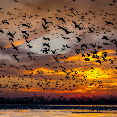 A Final March Toward Migration, Hall County Jeffrey Z. Carney, Ashland