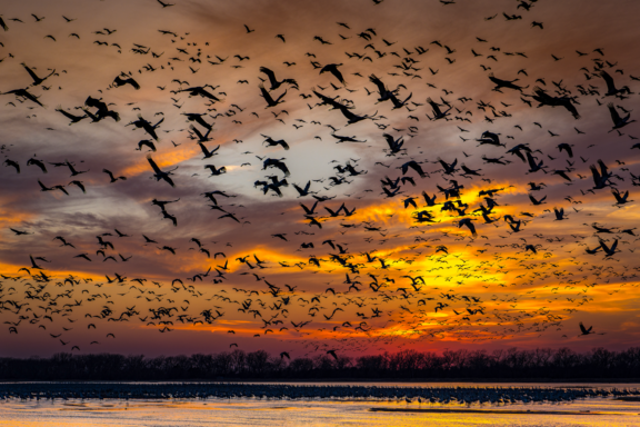 A Final March Toward Migration, Hall County Jeffrey Z. Carney, Ashland