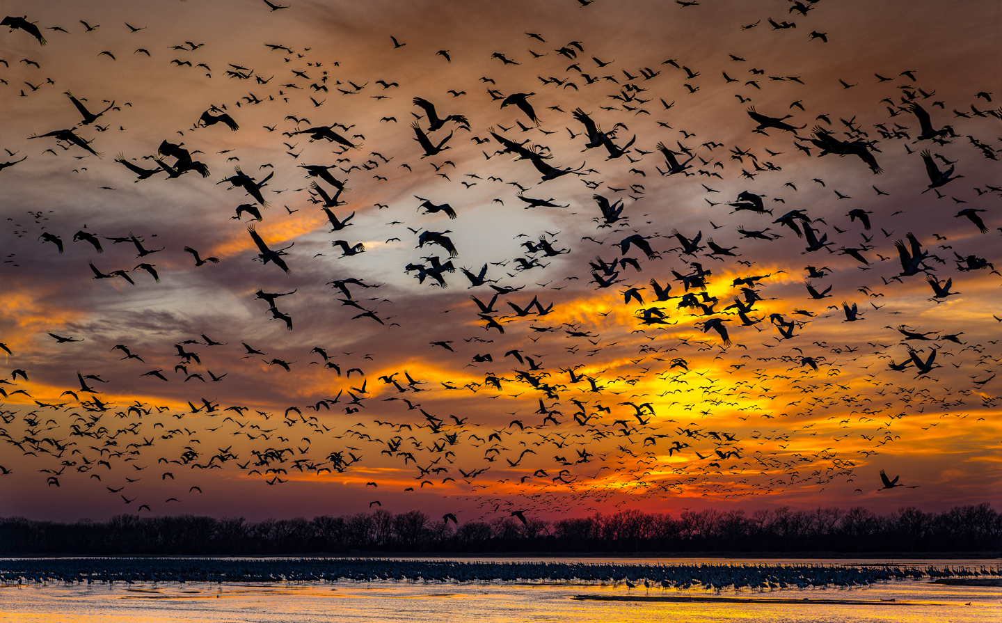 A Final March Toward Migration, Hall County Jeffrey Z. Carney, Ashland
