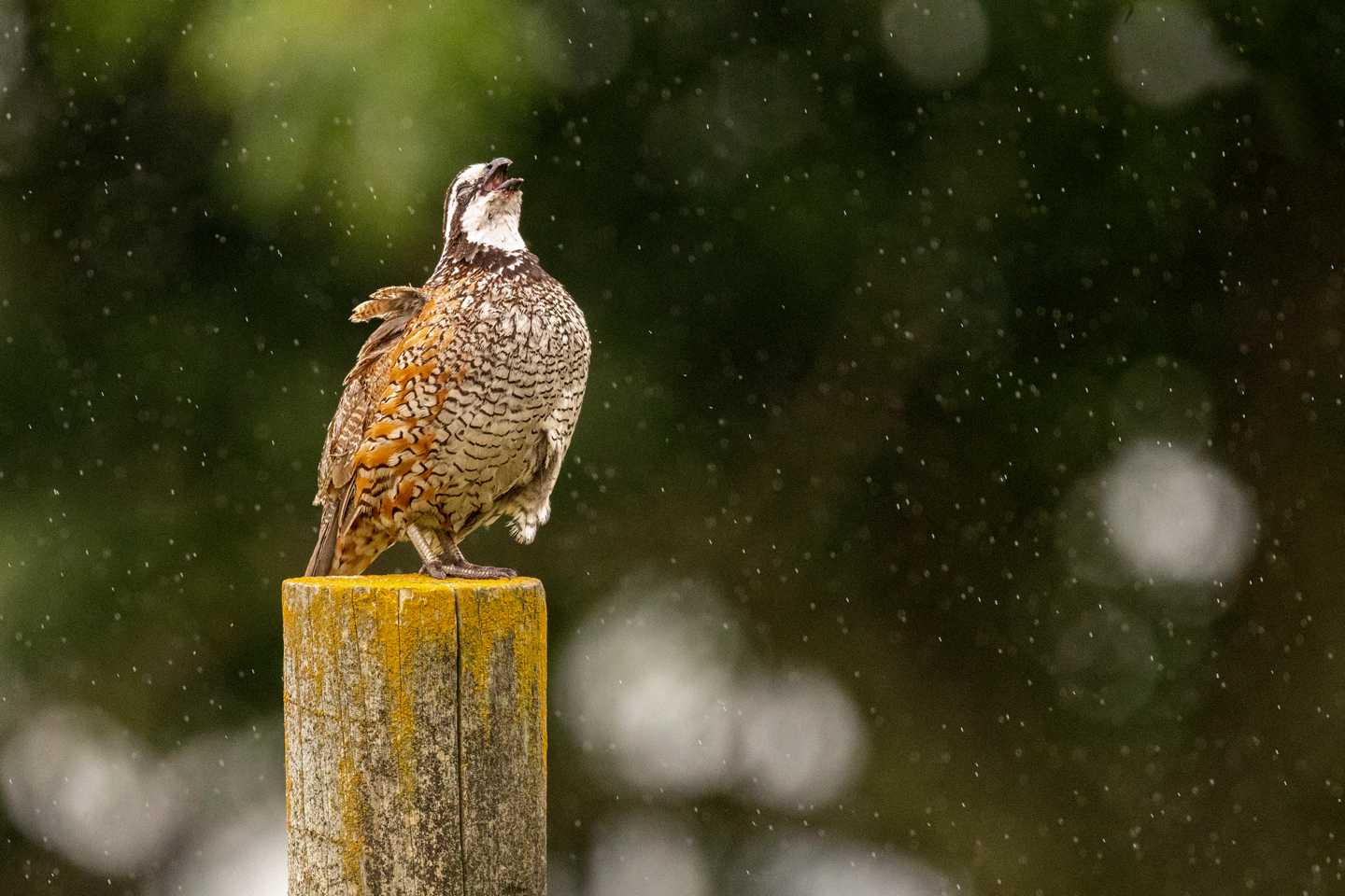A Bobwhite Song, Hall County
Colleen Childers, Grand Island