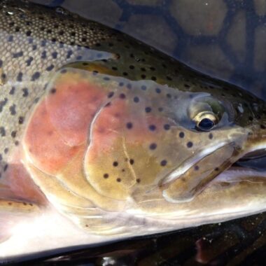 Closeup shot of head of cutbow trout. Photo by Daryl Bauer, Nebraska Game & Parks Commission.