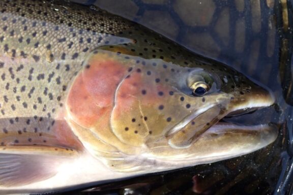Closeup shot of head of cutbow trout. Photo by Daryl Bauer, Nebraska Game & Parks Commission.