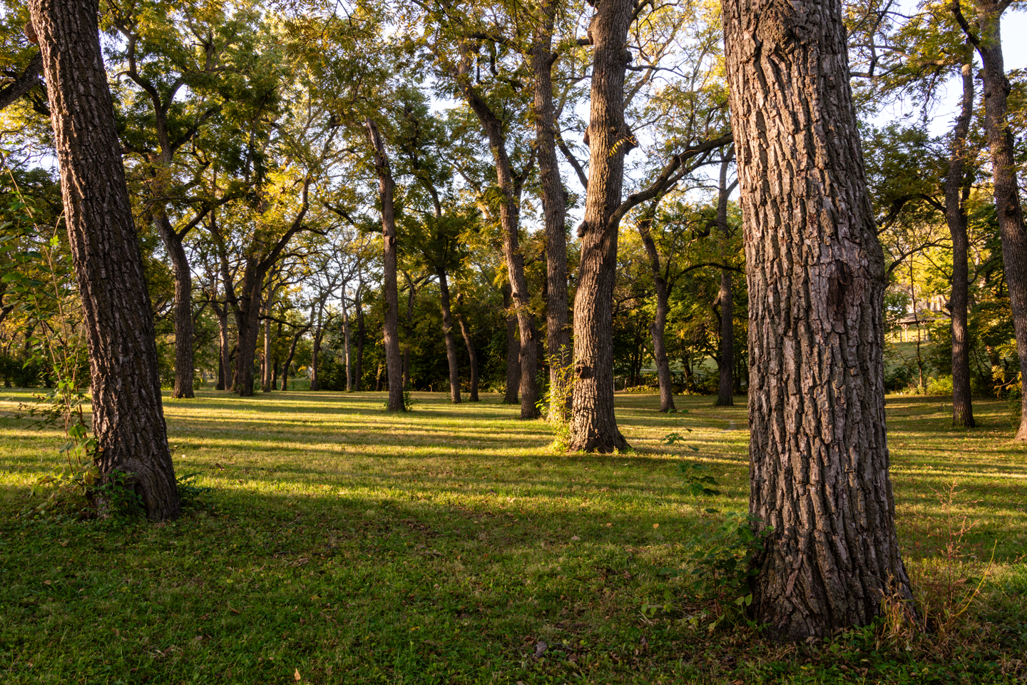 Grove of black walnut trees.