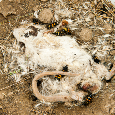 Insects such as carrion beetles lay their eggs on dead organisms to rear their young, therefore contributing to the decomposition process. Development of insect larvae can help estimate time since death in homicide cases.