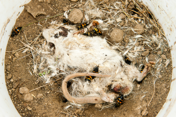 Insects such as carrion beetles lay their eggs on dead organisms to rear their young, therefore contributing to the decomposition process. Development of insect larvae can help estimate time since death in homicide cases.