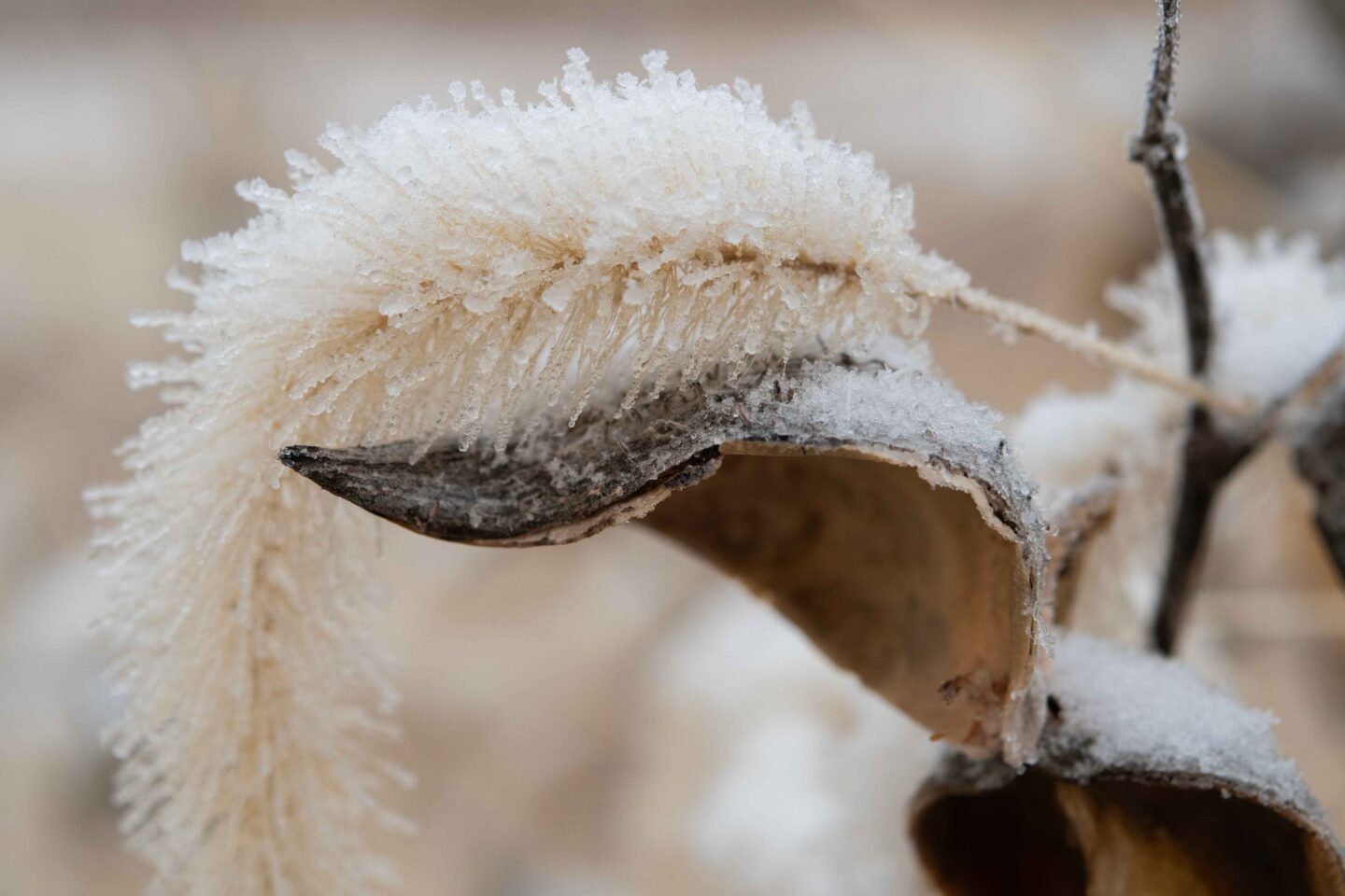 Hoarfrost can be seen on this foxtail and milkweed at a prairie in Lancaster County.