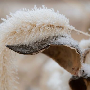 Hoarfrost can be seen on this foxtail and milkweed at a prairie in Lancaster County.
