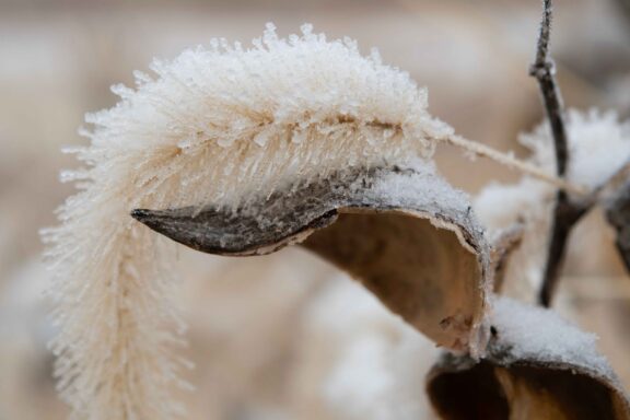Hoarfrost can be seen on this foxtail and milkweed at a prairie in Lancaster County.