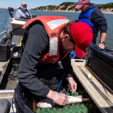 Fisheries biologists placing a tag in a walleye. Photo by Eric Fowler, Nebraskaland Magazine.