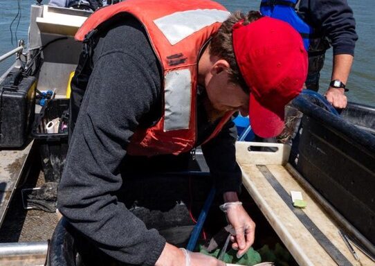 Fisheries biologists placing a tag in a walleye. Photo by Eric Fowler, Nebraskaland Magazine.