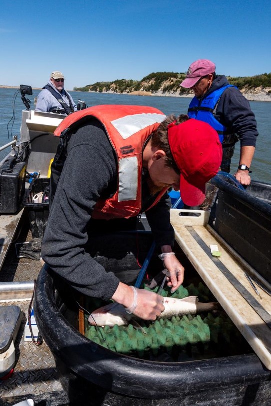 Fisheries biologists placing a tag in a walleye.  Photo by Eric Fowler, Nebraskaland Magazine.