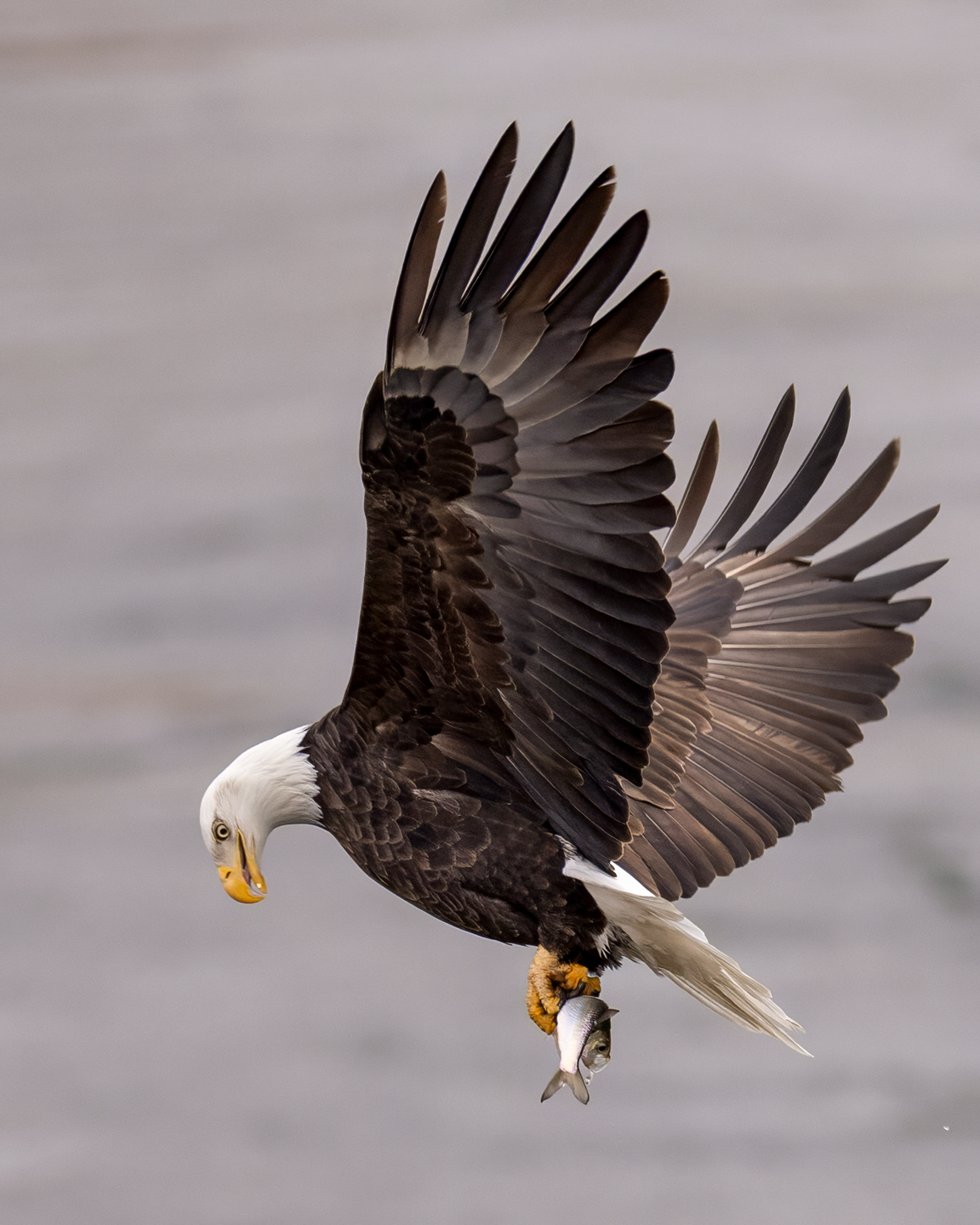 An eagle examines an alewife it plucked from the spillway.