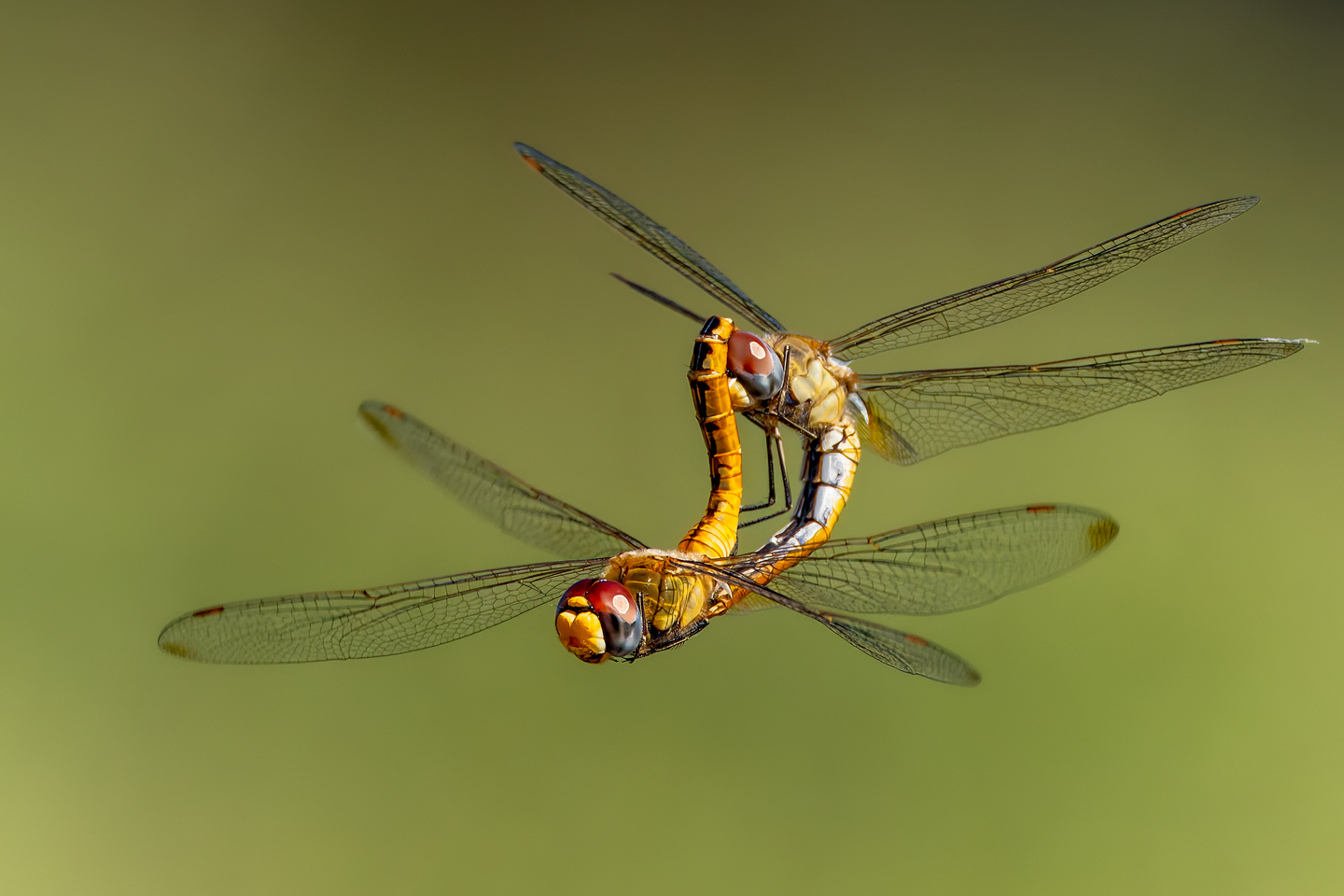 Dragonfly Double,
Hall County
Rita Flohr, Grand Island
