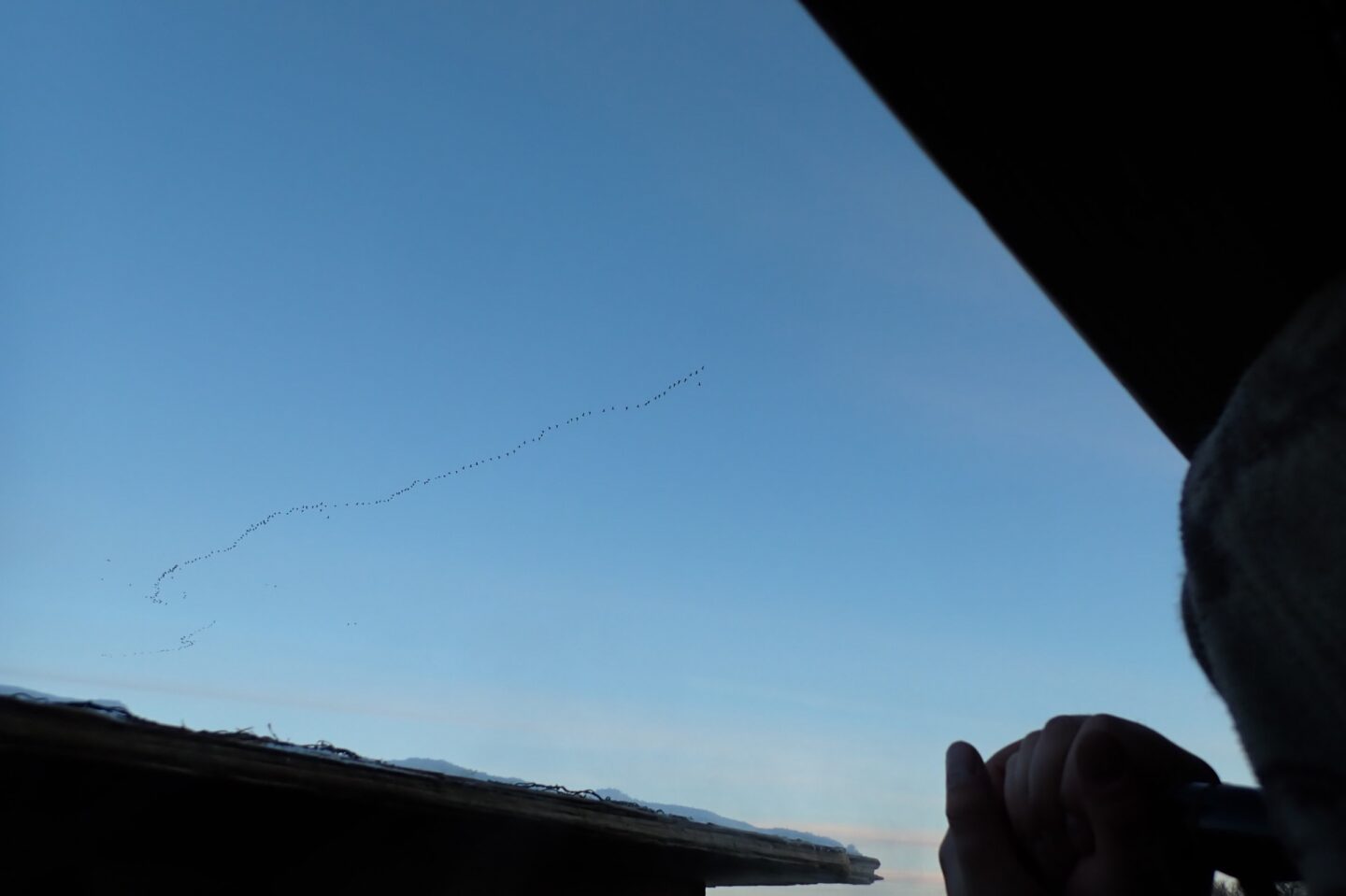 Flock of geese seen flying high from the inside of the blind. Photo by Daryl Bauer, Nebraska Game & Parks Commission.