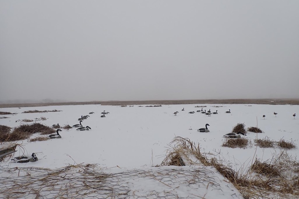 Goose decoys sitting on ice and snow-covered pond. Photo by Daryl Bauer, Nebraska Game & Parks Commission.