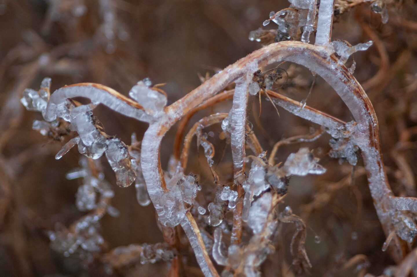 Ice has appeared on this plant after a freezing rain at Box Butte State Recreation Area.