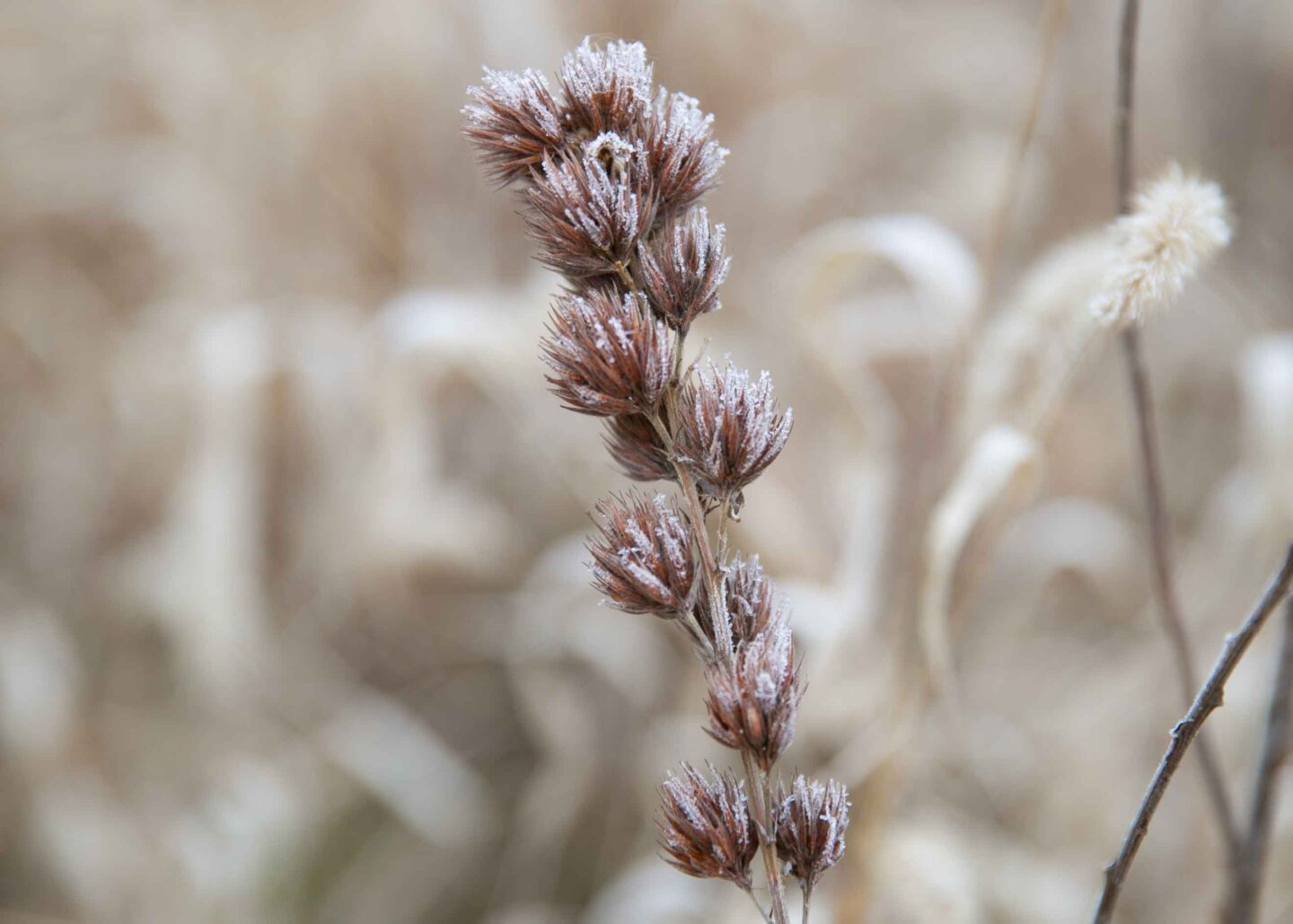Prairie plant covered in frost.