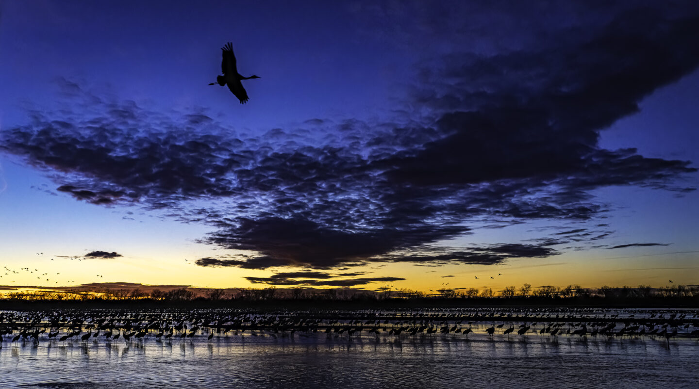 A lone sandhill crane flies above the Platte River, providing one final memory for a family in a viewing blind.
