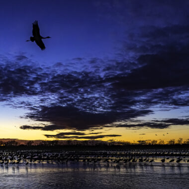 A lone sandhill crane flies above the Platte River, providing one final memory for a family in a viewing blind.