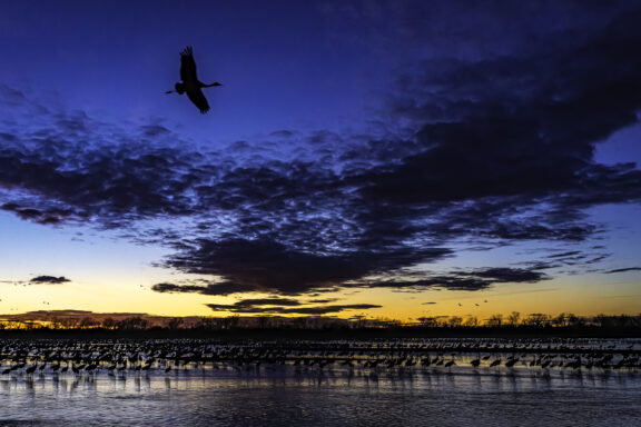 A lone sandhill crane flies above the Platte River, providing one final memory for a family in a viewing blind.
