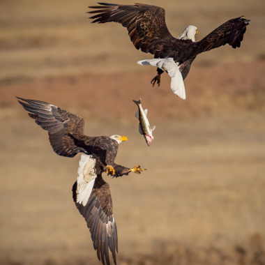 A pair of bald eagles fight over a walleye one caught in the spillway below Kingsley Dam.