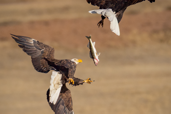 A pair of bald eagles fight over a walleye one caught in the spillway below Kingsley Dam.