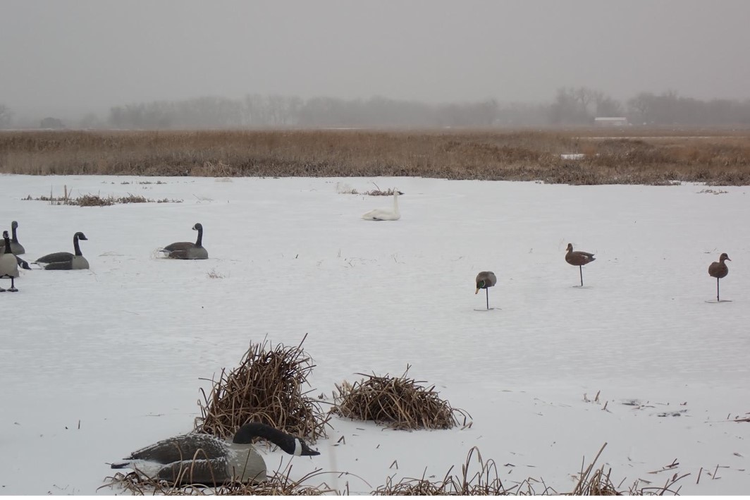 Trumpeter swan in goose decoys. Photo by Daryl Bauer, Nebraska Game & Parks Commission.