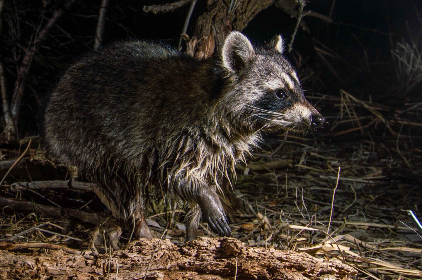 Raccoon (Procyon lotor) near Briggs Pond at Chadron State College's Thompson Natural History Preserve in Dawes County. 