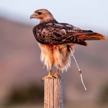 Red-tailed Hawk (Buteo jamaicensis) caught mid-poop.
