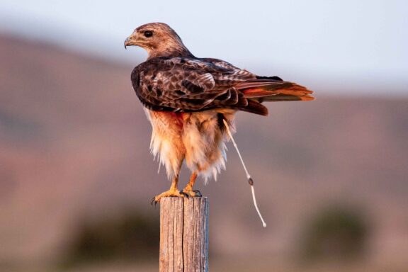Red-tailed Hawk (Buteo jamaicensis) caught mid-poop.