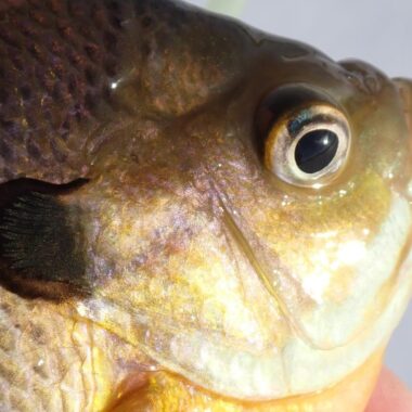 Close up of bluegill head. Photo by Daryl Bauer, Nebraska Game & Parks Commission.