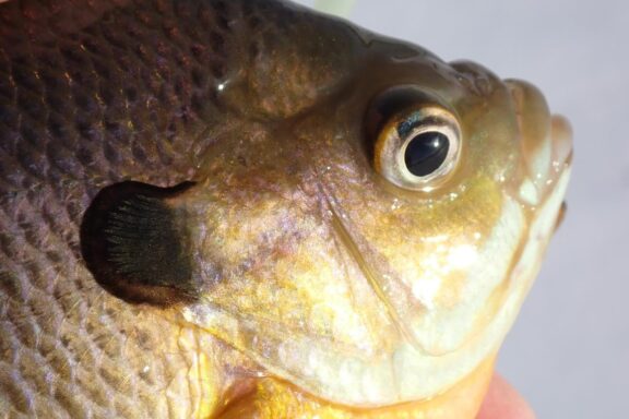 Close up of bluegill head. Photo by Daryl Bauer, Nebraska Game & Parks Commission.
