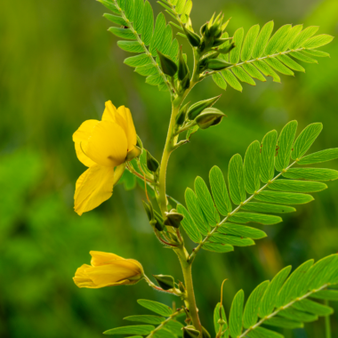 Partridge pea showing buds and open flowers.