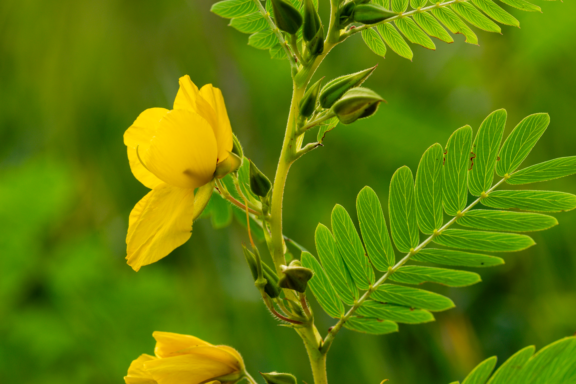Partridge pea showing buds and open flowers.