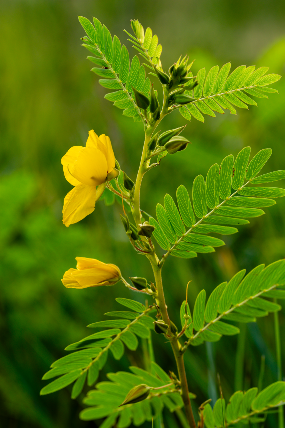 Partridge pea showing buds and open flowers.