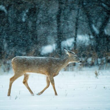 A white-tailed deer walks through blowing snow.