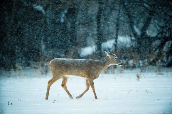A white-tailed deer walks through blowing snow.