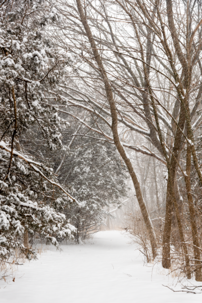 Snow falls on a trail leading through the woodlands at Pawnee State Recreation Area.