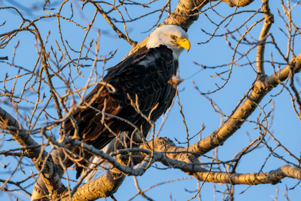 A bald eagle perches in a tree in Area 1. The lake is a favorite stop for eagles in the spring.
