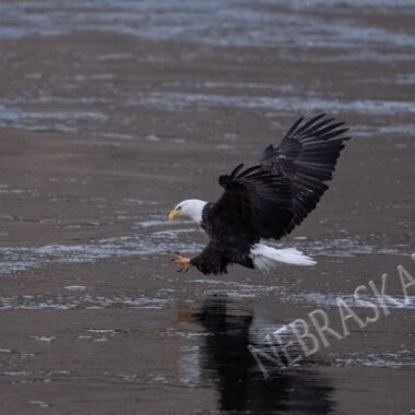 Bald eagle grabbing fish from water. Eric Fowler photo, Nebraskaland Magazine.