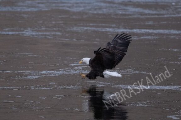 Bald eagle grabbing fish from water. Eric Fowler photo, Nebraskaland Magazine.