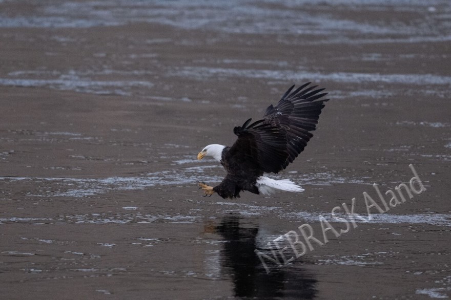 Bald eagle grabbing fish from water.  Eric Fowler photo, Nebraskaland Magazine.